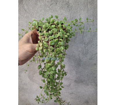 Плектрантус розпростертий (Plectranthus prostratus)
